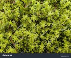 Attēlu rezultāti vaicājumam “Dicranum polysetum sporophyte”