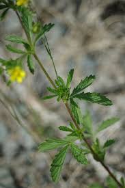 Attēlu rezultāti vaicājumam “Potentilla norvegica flower”