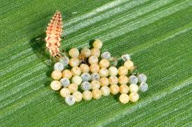 Attēlu rezultāti vaicājumam “Chrysopidae larva”