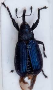 Attēlu rezultāti vaicājumam “Magdalis sp.”