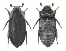 Attēlu rezultāti vaicājumam “Dermestidae”