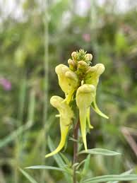 Attēlu rezultāti vaicājumam “Linaria vulgaris bud”