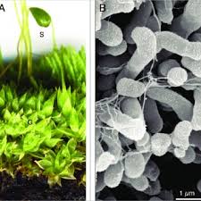 Attēlu rezultāti vaicājumam “Funaria hygrometrica sporophyte”