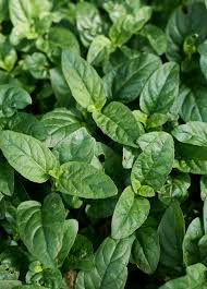 Attēlu rezultāti vaicājumam “Prunella vulgaris leaf”
