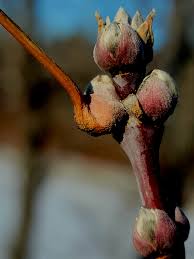 Attēlu rezultāti vaicājumam “Acer negundo bud”