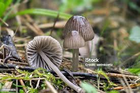 Attēlu rezultāti vaicājumam “Mycena zephirus”