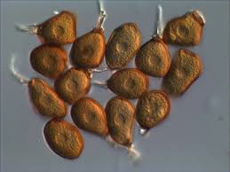 Attēlu rezultāti vaicājumam “Uromyces dactylidis”