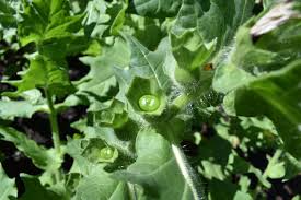 Attēlu rezultāti vaicājumam “Hyoscyamus niger”