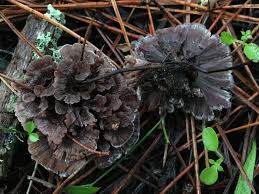 Attēlu rezultāti vaicājumam “Thelephora terrestris”