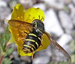 Attēlu rezultāti vaicājumam “Chrysotoxum sp.”