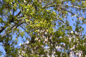 Attēlu rezultāti vaicājumam “Acer tataricum subsp. ginnala flower”