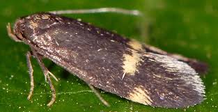 Attēlu rezultāti vaicājumam “Borkhausenia minutella”