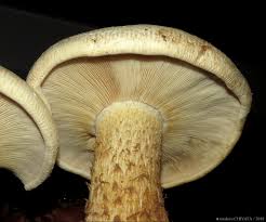 Image result for macrocybe titans