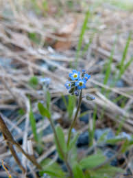 Attēlu rezultāti vaicājumam “Myosotis stricta”