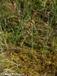 Attēlu rezultāti vaicājumam “Carex limosa”