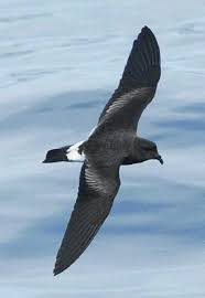 Image result for Oceanodroma castro
