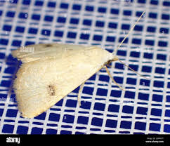 Attēlu rezultāti vaicājumam “Rivula sericealis”