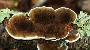 Attēlu rezultāti vaicājumam “Daedaleopsis confragosa”