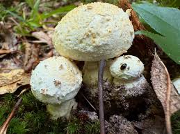 Attēlu rezultāti vaicājumam “Badhamia capsulifera var. arborea sessile”