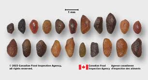 Attēlu rezultāti vaicājumam “Plantago media bud”