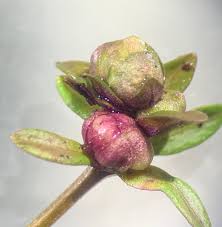 Attēlu rezultāti vaicājumam “Galium elongatum leaf”