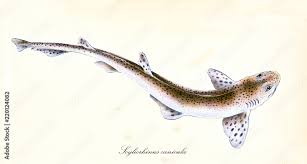 Image result for Scyliorhinus canicula