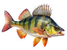 Attēlu rezultāti vaicājumam “Perca fluviatilis”