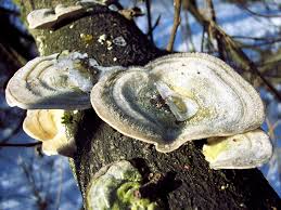 Attēlu rezultāti vaicājumam “Trametes hirsuta”