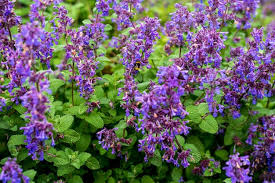 Attēlu rezultāti vaicājumam “Salvia verticillata leaf”