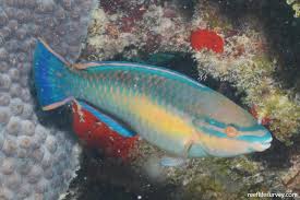 Image result for Scarus taeniopterus