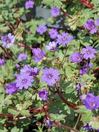 Attēlu rezultāti vaicājumam “Geranium pyrenaicum flower”