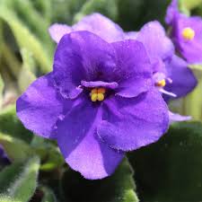 Image result for violet