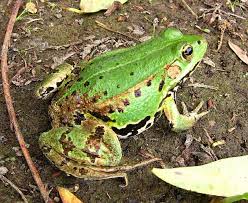 Attēlu rezultāti vaicājumam “Pelophylax”