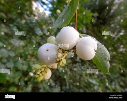 Attēlu rezultāti vaicājumam “Symphoricarpos albus fruit”