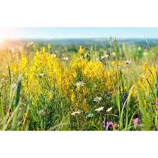 Attēlu rezultāti vaicājumam “Melilotus officinalis flower”
