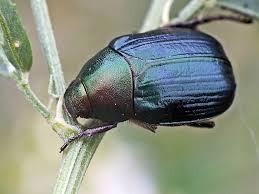 Attēlu rezultāti vaicājumam “Anomala dubia”