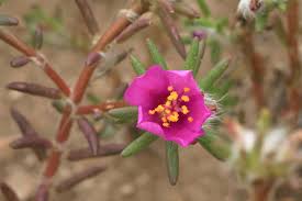 Attēlu rezultāti vaicājumam “Scheuchzeria palustris flower”