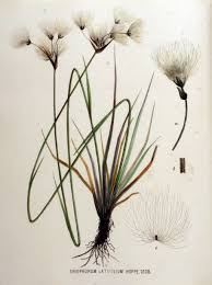 Attēlu rezultāti vaicājumam “Eriophorum latifolium flower”