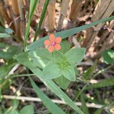 Attēlu rezultāti vaicājumam “Anagallis arvensis”