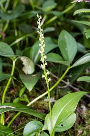 Attēlu rezultāti vaicājumam “Malaxis monophyllos flower”
