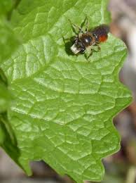 Attēlu rezultāti vaicājumam “Veronica chamaedrys leaf”