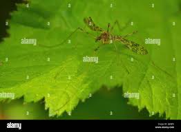 Attēlu rezultāti vaicājumam “Epiphragma ocellare”