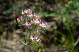 Attēlu rezultāti vaicājumam “Centaurium erythraea flower”