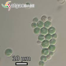 Attēlu rezultāti vaicājumam “Pleurococcus vulgaris”