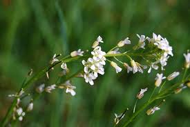 Attēlu rezultāti vaicājumam “Arabis hirsuta”