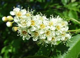 Attēlu rezultāti vaicājumam “Padus avium”