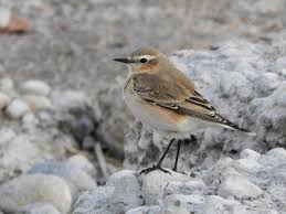 Attēlu rezultāti vaicājumam “Oenanthe oenanthe female”