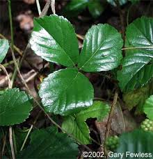 Attēlu rezultāti vaicājumam “Rubus nessensis leaf”