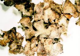 Attēlu rezultāti vaicājumam “Dermatocarpon luridum”