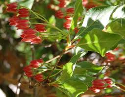 Attēlu rezultāti vaicājumam “Enkianthus chinensis leaf”